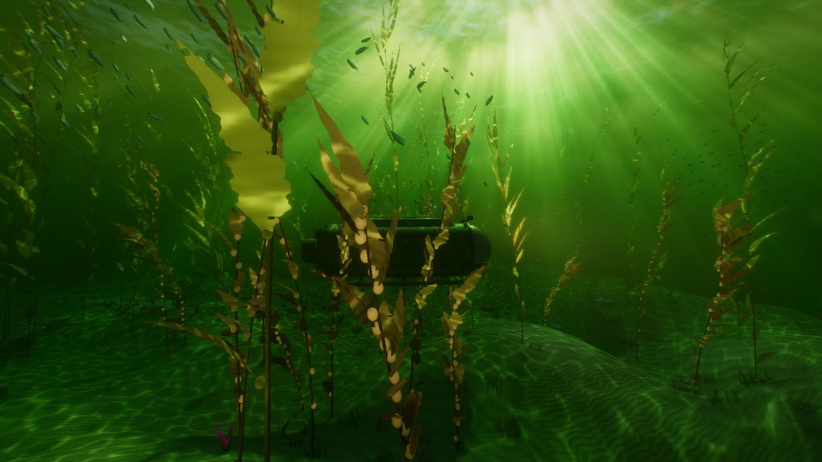 Une forêt de kelp traversée par la lumière du soleil